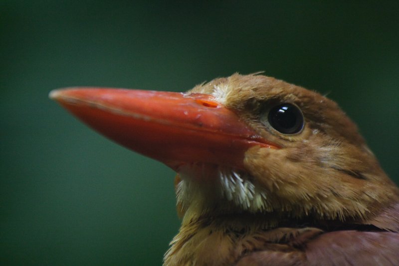 アカショウビン