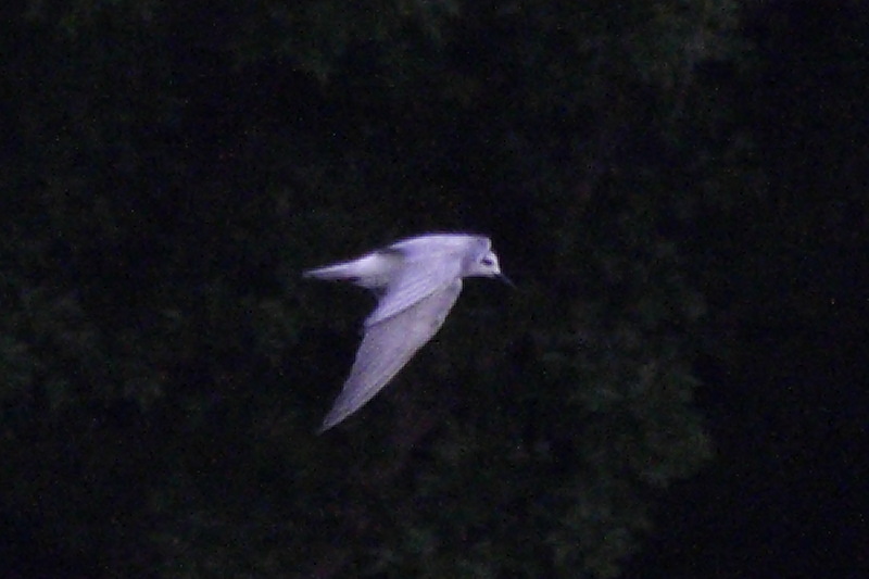 ハジロクロハラアジサシ
