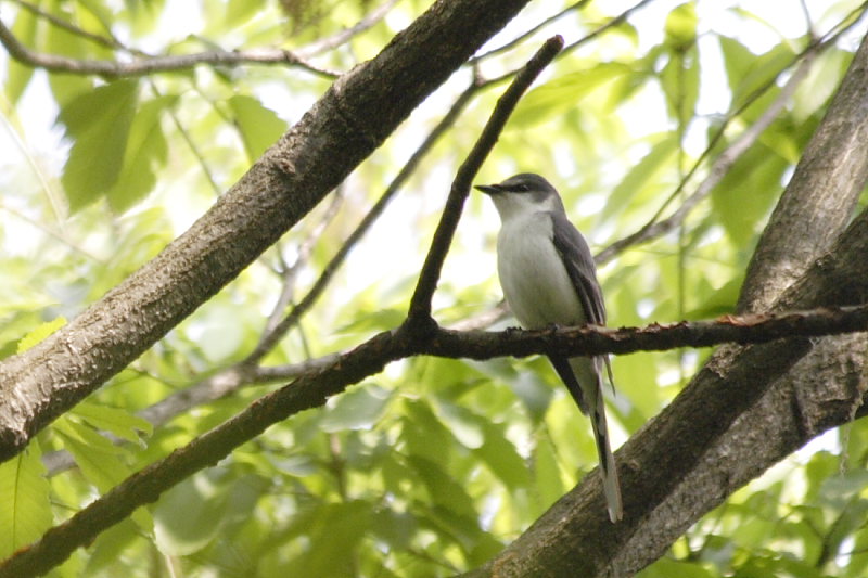 サンショウクイ