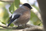 アカウソ アカウソ