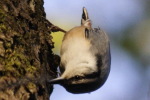 ゴジュウカラ ゴジュウカラ