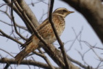 ハチジョウツグミ ハチジョウツグミ
