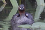 カイツブリ カイツブリ