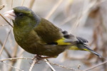 カワラヒワ カワラヒワ