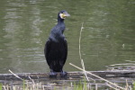 カワウ カワウ