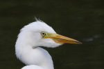 チュウサギ チュウサギ